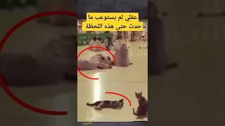 معلومة لعقلك