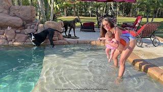 Happy Great Dane & Family Enjoy Baby's First Swim In Florida Pool