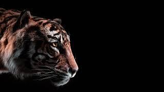 Tiger Roar -  Sound Effect HD