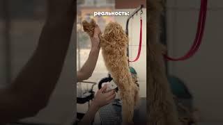 Ожидание и реальность груминга  #груминг #собака #грумер #грумингсалон #собаки #pets #животные
