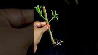 How to Grow malta tree from cutting in a onion