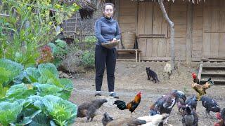 Day 175 is cold and rainy, harvesting vegetables and taking care of chickens, goats, and pigs