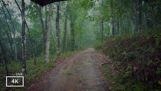Our Rain Walks Compilation |Rain Sounds for Sleeping ASMR | Nature Ambience ASMR