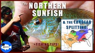 Northern Sunfish & a BIG UPDATE on The Longear Species Complex