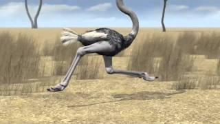 3d Animation Studio | Animal Science | TMBA, Inc | 212-789-9077