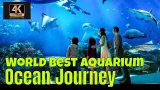 Exploring the Wonders of the Deep: S.E.A. Aquarium's Ocean Journey