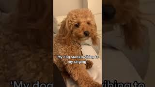 #funny #dog sing to my dog