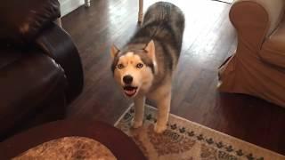 Husky's Got Talent - Dog Sings John Legend Duet With Human Pal