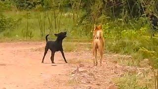 Villagedogs!! Black Labrador Retriever Vs German Shepherd Dog Look Funny.....