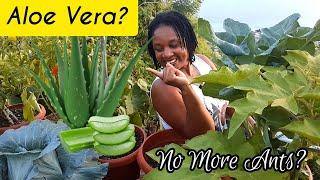 Aloe Vera To Get Rid Of Ants In The Garden || Organic Pest Control