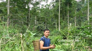 Picking wild vegetables from a primeval forest on the mountain. Robert | Green forest life
