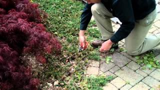 Spring Pruning Trees and Shrubs