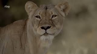 Leones del Desierto Kalahari ｜ Documental de Animales HD