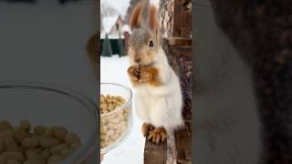 Healthy Breakfast. Полезный завтрак. #squirrel #animals #cute #wildlife #белка