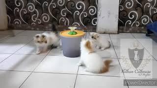 baby cat funny & cute - kitten peaknose lgie main lucu dan menggemaskan..