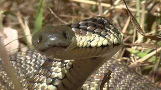 Intimidating Tiger Snake