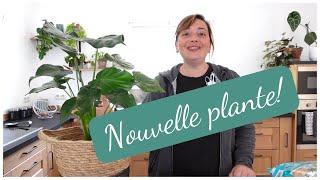 Ma nouvelle ROUTINE après l'achat d'une plante | Prenez soin de vos Plantes d'intérieur