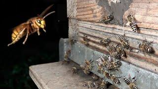 Yellow hornet vs Japanese honeybees in Super Slow Motion