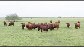 RFD-TV American Rancher featuring Red Angus and the American Red Program - January 2020