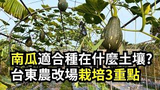 種南瓜適合的土壤條件是什麼?三個種好南瓜的土壤先決條件 | 阿星種植