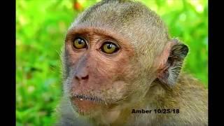 More Missing Monkeys Gone Forever-Monkey Thieves & Traps !!