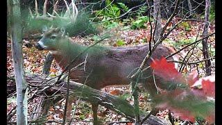 THE BIGGEST BUCK I'VE EVER SEEN! RUT HUNT November 2nd 2024  Pennsylvania Whitetail Deer Bow Hunting