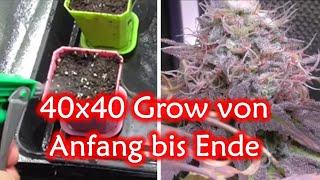 CBD Hanf anbauen in der 40x40 Growbox - Anfänger Cannabis Grow