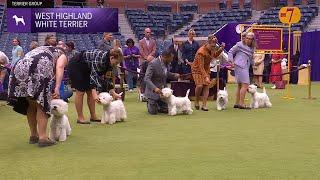 West Highland White Terriers | Breed Judging 2024