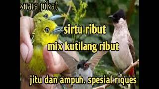 Suara Pikat Burung Sirtu Dan Kutilang Ribut Di Jamin Ampuh