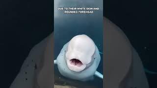 Discover the Enchanting Beauty of Beluga Whales in the Ocean!