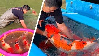 JUMBO KOI! Shintaro Jumbo Koi Pond Harvest 2020