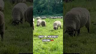 Maehhh ️ #sheep #animals #nature #football #MUNCHE #premierleague #BMGSVW #bundesliga Enjoy