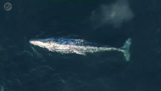 Drone Films Migrating Gray Whales | Capt. Dave's Dana Point Whale Watching