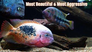 A Basic Guide To Keeping Vieja Cichlids