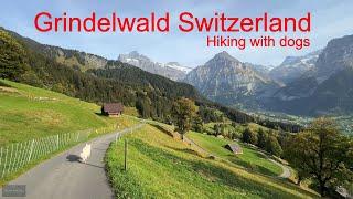 Grindelwald Switzerland - Hiking with dogs - the best hikes