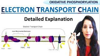 Oxidative Phosphorylation - Electron Transport Chain ETC & Chemiosmosis I CSIRNET GATE NEET IITJAM