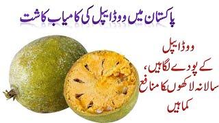 Wood apple ( belgiri ) (pather phal) plants in Pakistan || Health Benefits of wood apple