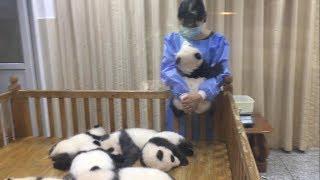 7 Sleeping Panda + a hug from nanny