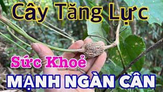 Dây Nghìn Cân, Gặp Được Còn Vui Hơn Bắt Được Vàng  | CTVC