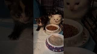 Day 1 with 3 feral 4-5 week old kittens