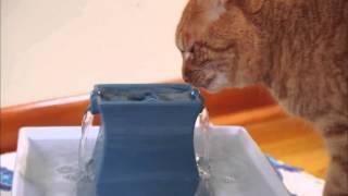 3 Easy DIY Cat Projects for Your Home