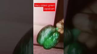 very oldest green capsicum #vegetables #vegetablelovers #capsicum #manikemagehitheremix