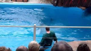 Seal Show in Durban