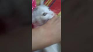 #trending #viralvideo #shortvideos #youtubeshorts #cat