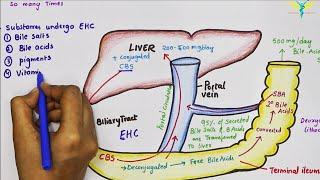 Enterohepatic Circulation of Bile Acids