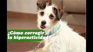 PERRO: ¿Cómo corregir la hiperactividad?