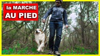 Apprendre a son chien à marcher au pied  simplement