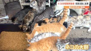 猫60匹まで繁殖…置き去りにして引っ越し　飼い主は…　痩せ細り、けがだらけ　多頭飼育崩壊の実態