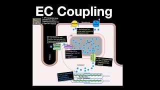 Excitation-Contraction Coupling in Heart muscle cells #anatomy #physiology #heart #calcium