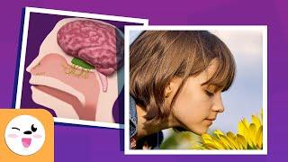 The Sense of SMELL for Kids - Compilation Video - Sense Organs